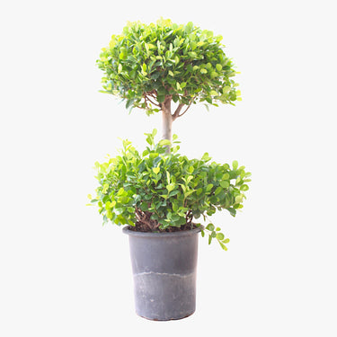 Ficus Panda - 2 Head - Ficus Retusa